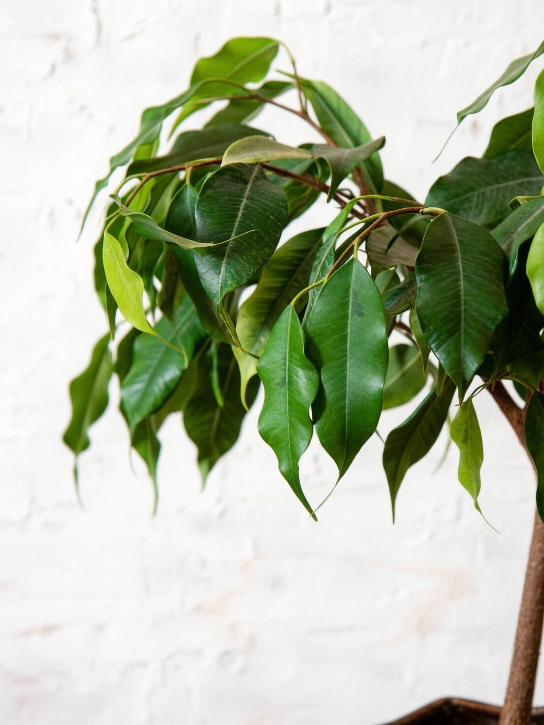 ficus microcarpa under grow light