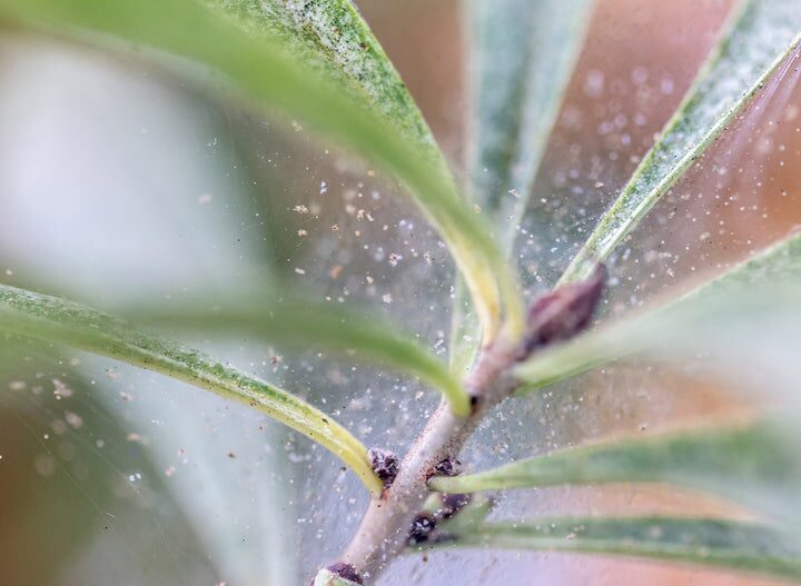 ficus microcarpa spider mites close up
