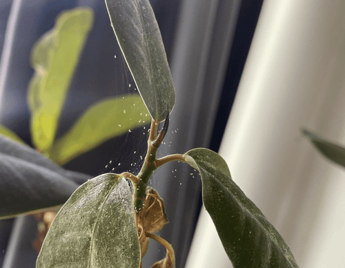ficus microcarpa leaf underside mites