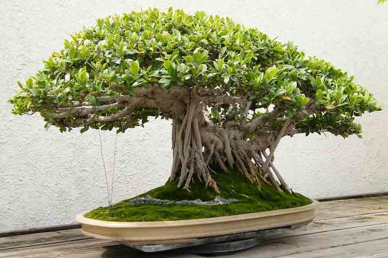 ficus microcarpa leaf underside washing