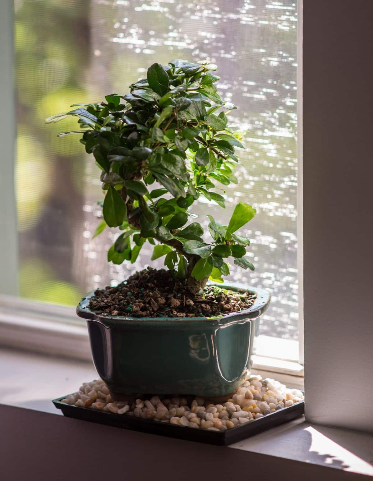 ficus microcarpa humidifier pebble tray