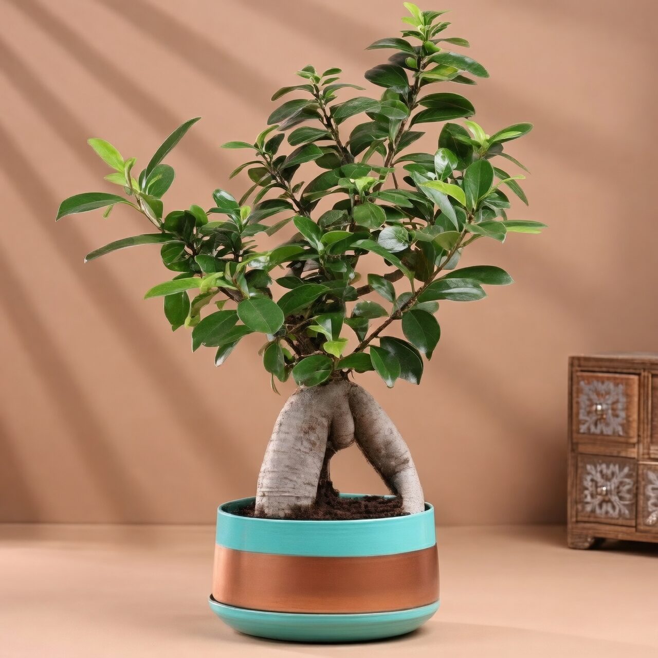 ficus microcarpa pesticide spray balcony