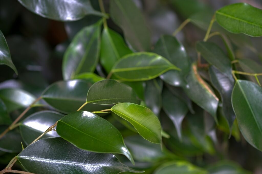 ficus microcarpa vs benjamina leaves close-up