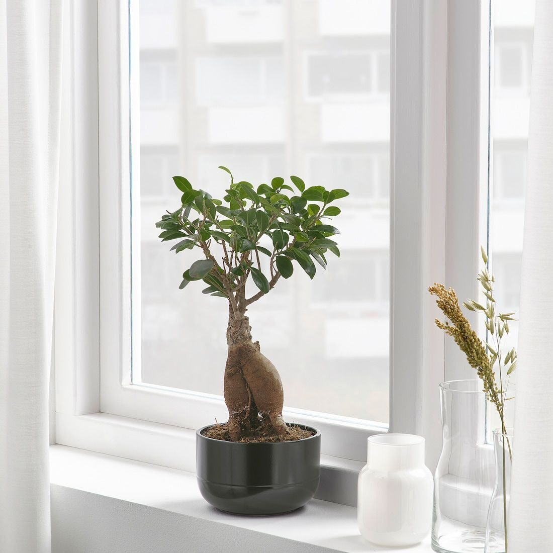 ficus microcarpa indoor bonsai desk