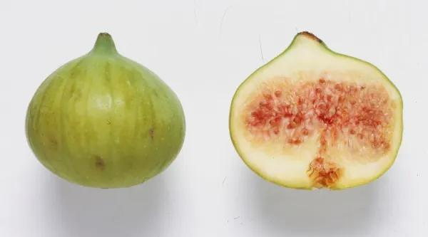 common fig syconium cross section