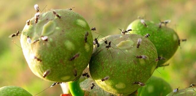 fig wasp entering ostiole