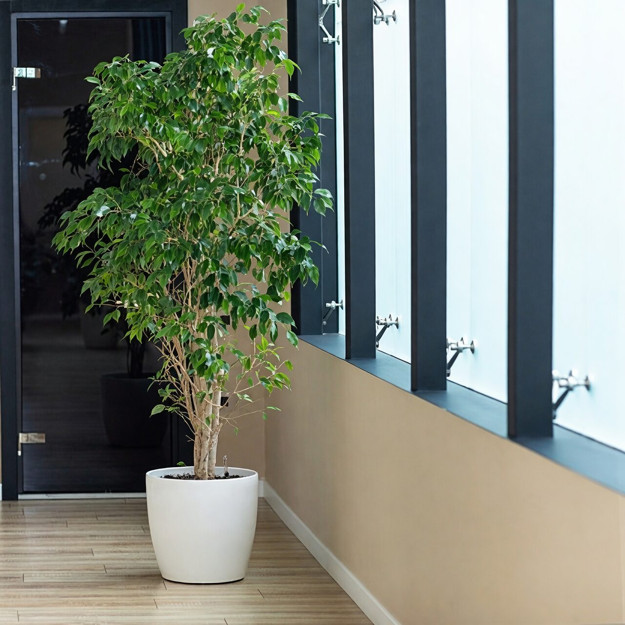 ficus benjamina bright window
