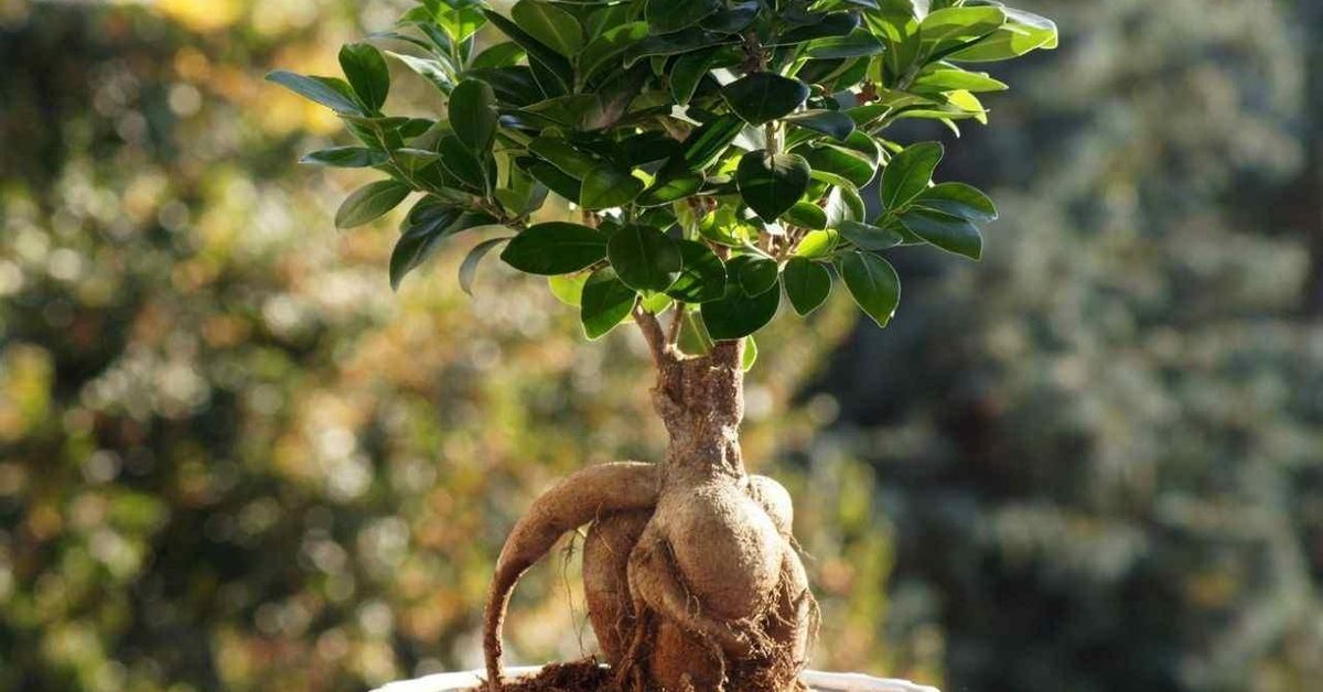 Ficus microcarpa syconium close-up