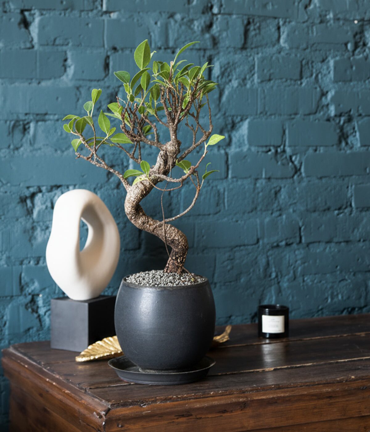 Chinese banyan bonsai on desk