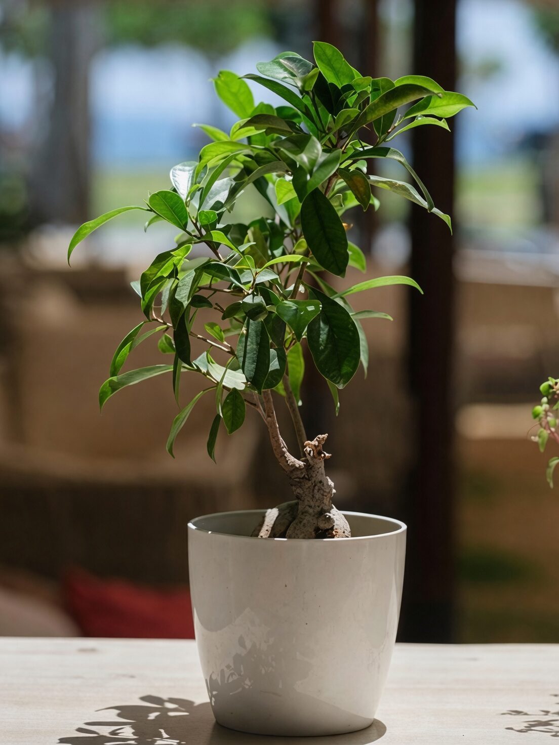 Chinese banyan living room corner