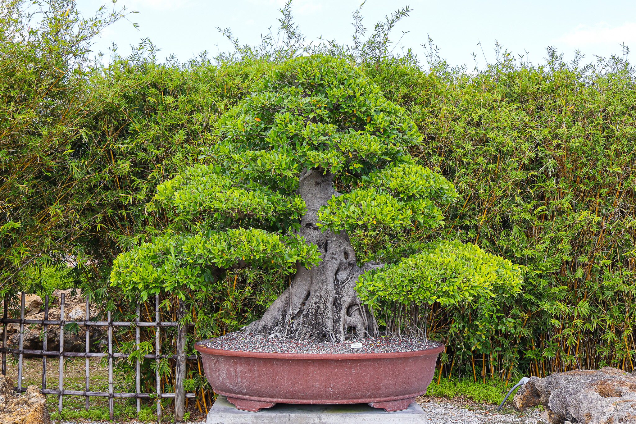 Chinese banyan pair at entrance