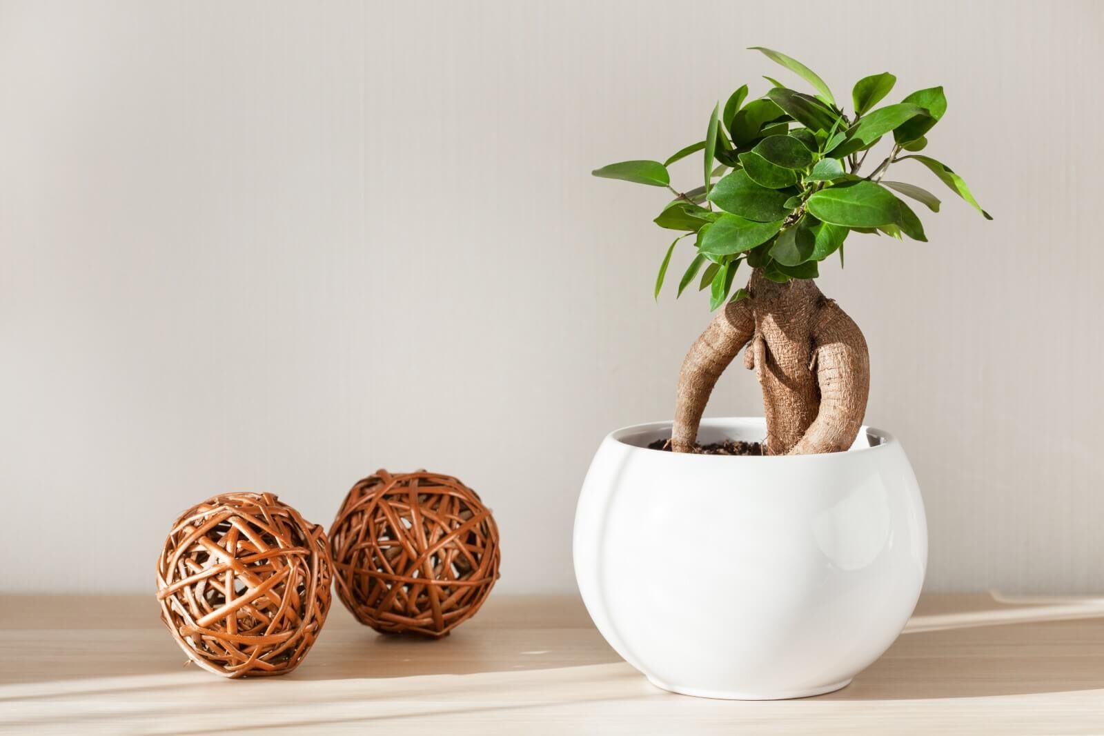 ficus microcarpa cuttings sand tray