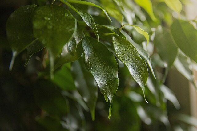 ficus microcarpa air layer roots