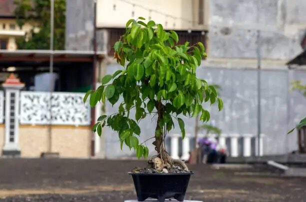 ficus microcarpa potting root ball