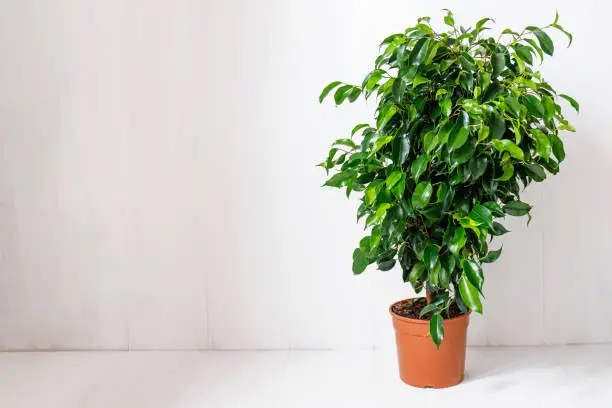ficus microcarpa watering soil close-up