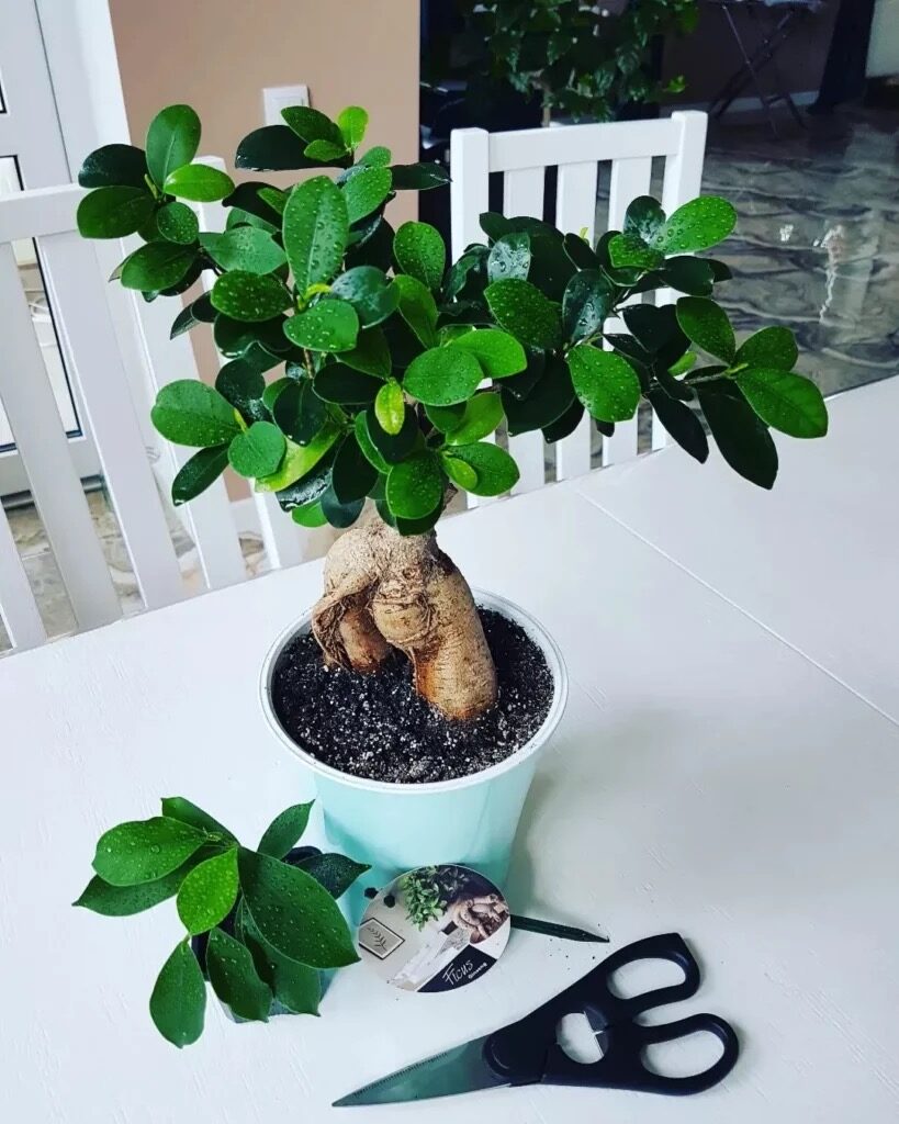 ficus microcarpa pruning bonsai shears