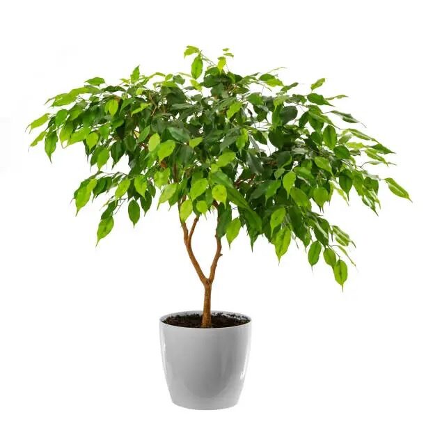 ficus microcarpa vs benjamina leaves