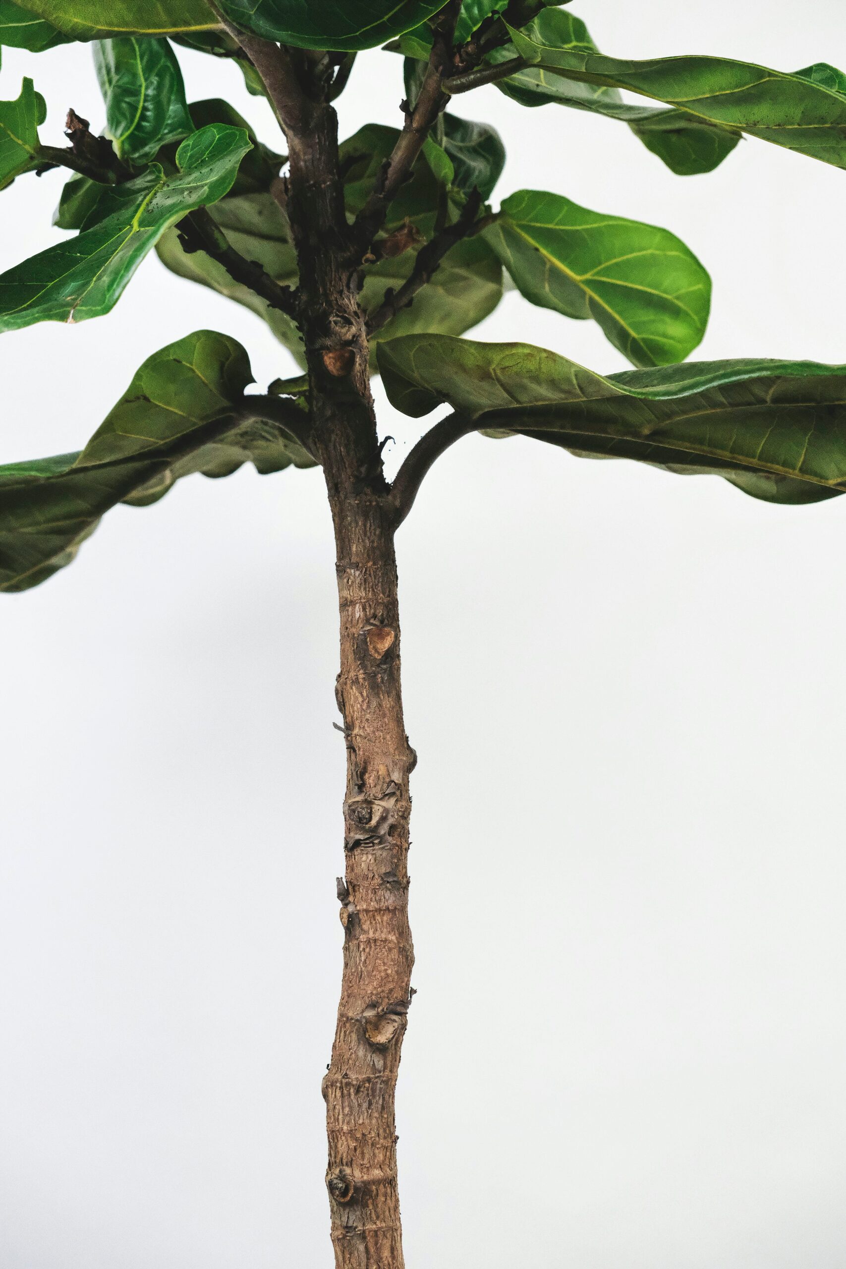 ficus microcarpa branch structure close-up
