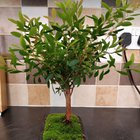 ficus microcarpa thinning inner branches