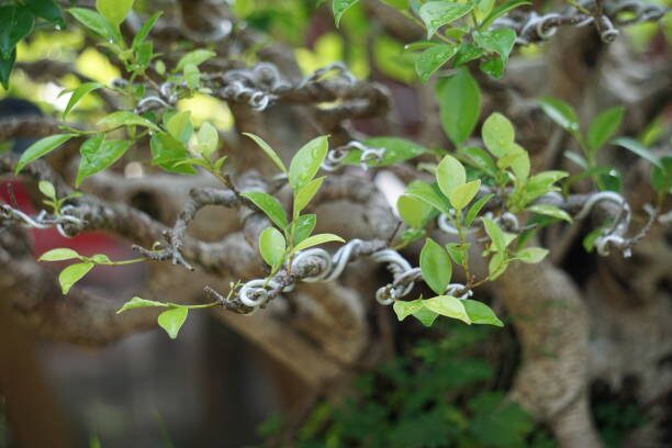 ficus microcarpa pinching new growth