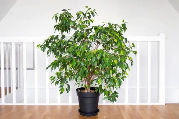 ficus benjamina bottom watering soak