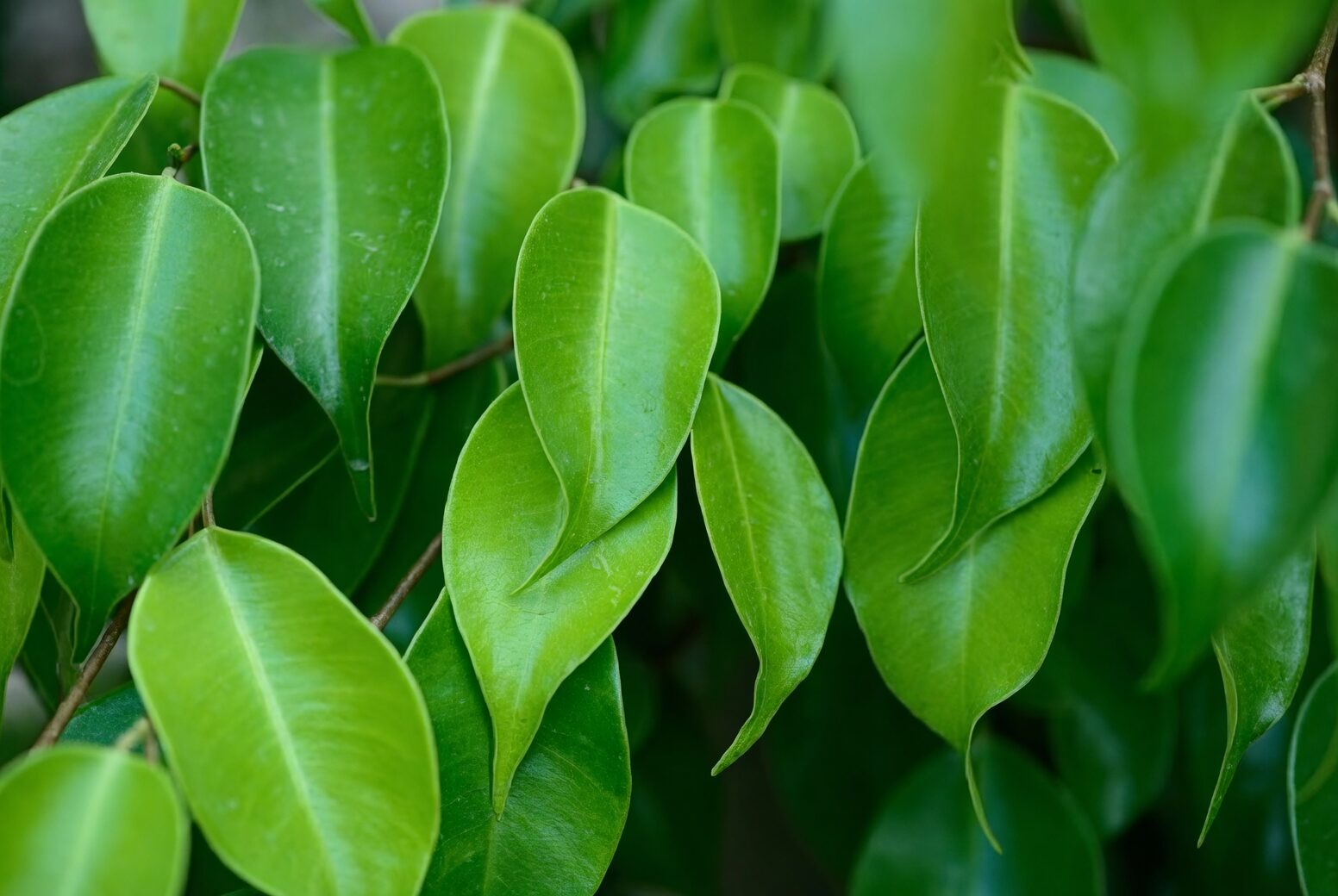ficus benjamina misting leaves spray