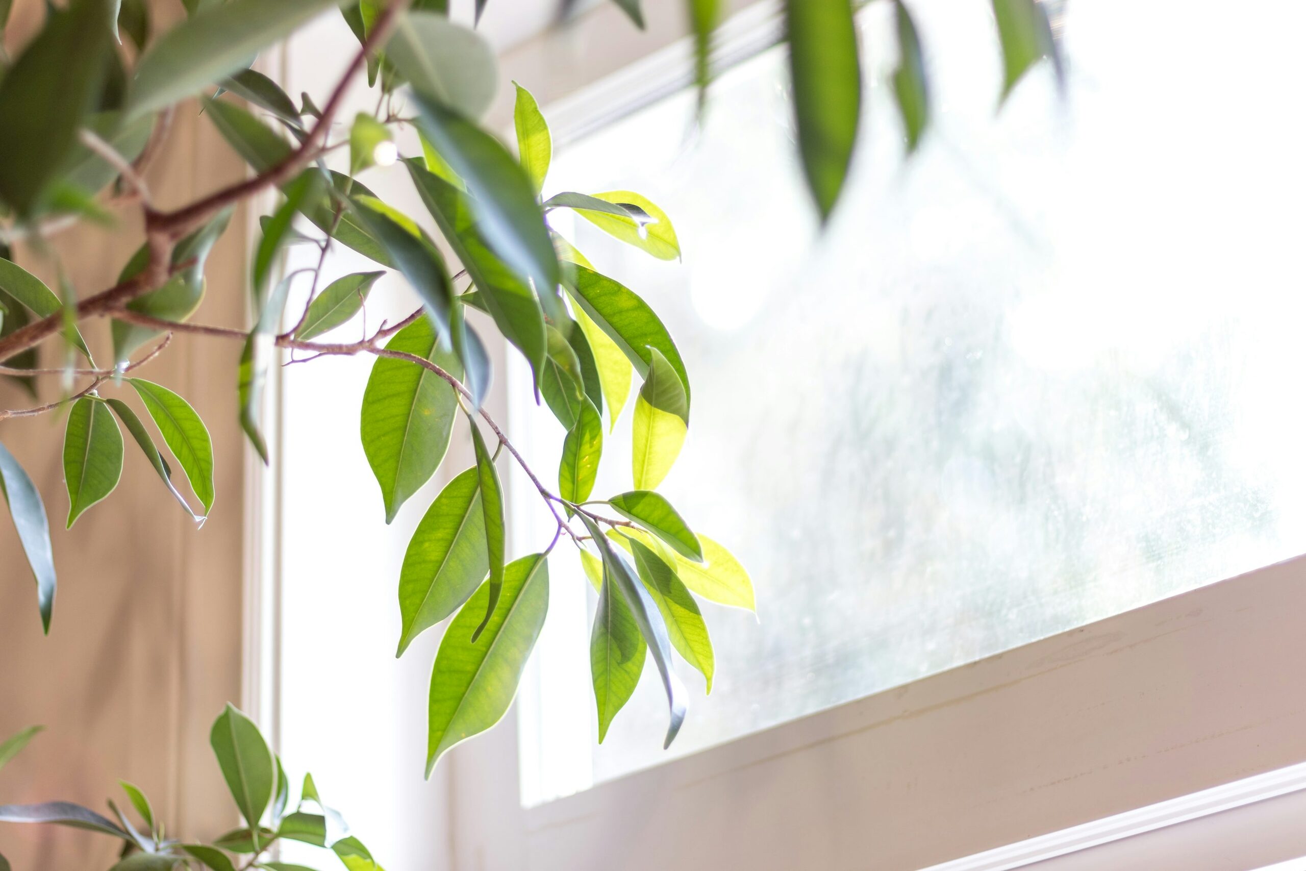 weeping fig winter sunny window humidifier