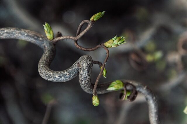 weeping fig cut branch latex