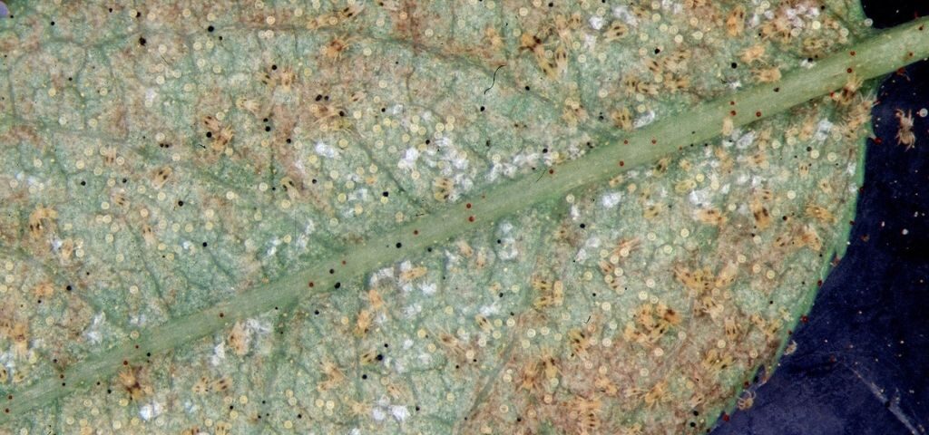 podocarpus spider mites leaf underside