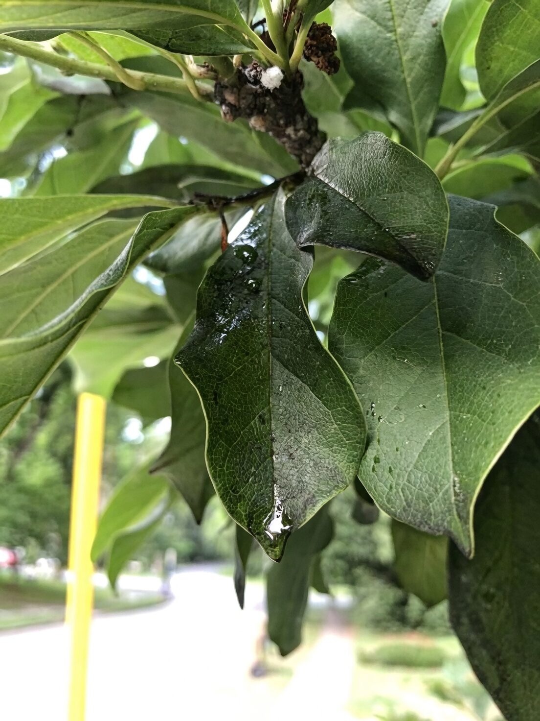 podocarpus scale insects sooty mold