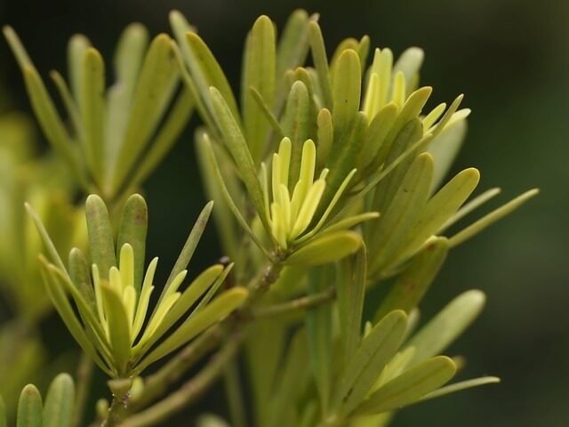 podocarpus thrips damage silver streaks