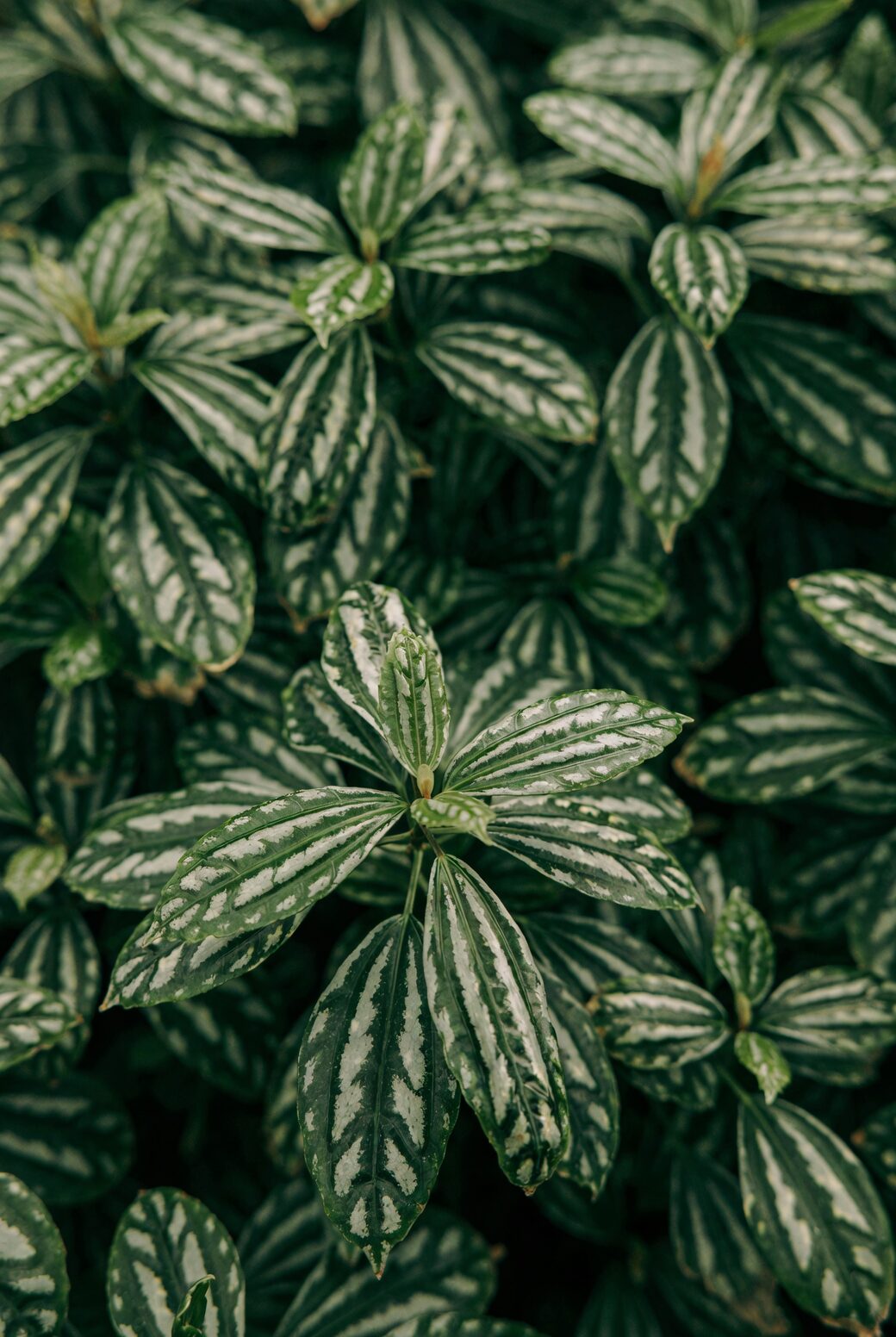 Pilea cadierei silver variegation macro