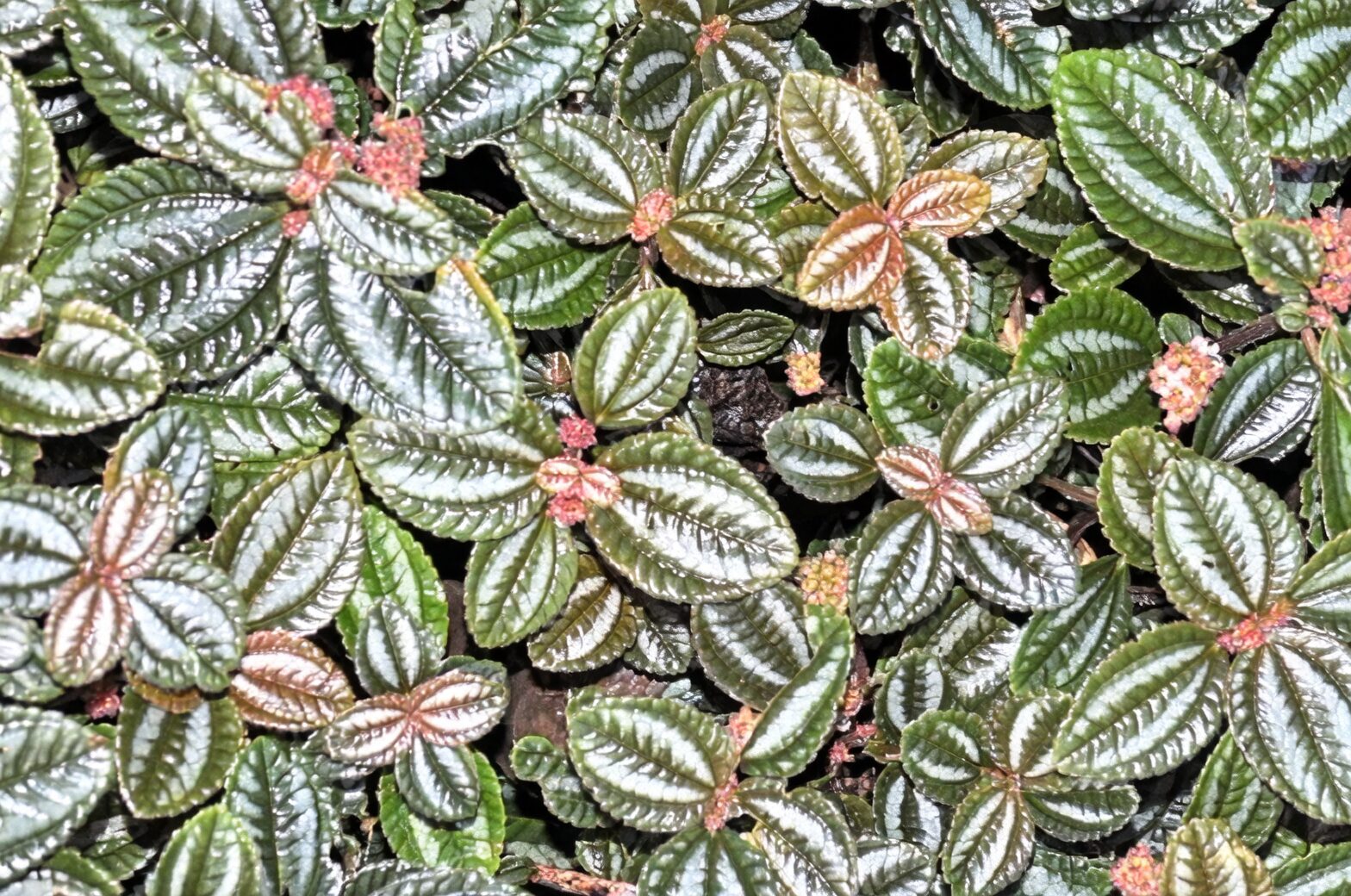 hand shadow over Pilea cadierei