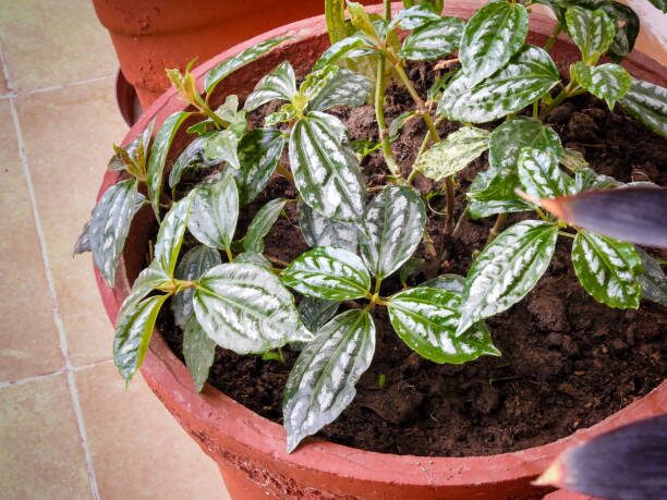 pilea cadierei planting grid spacing