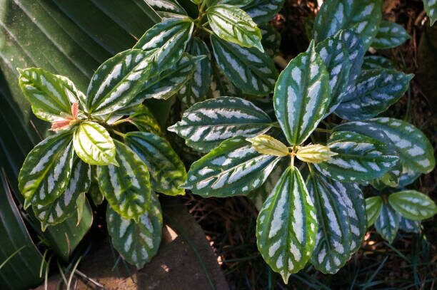 pilea cadierei shade cloth summer