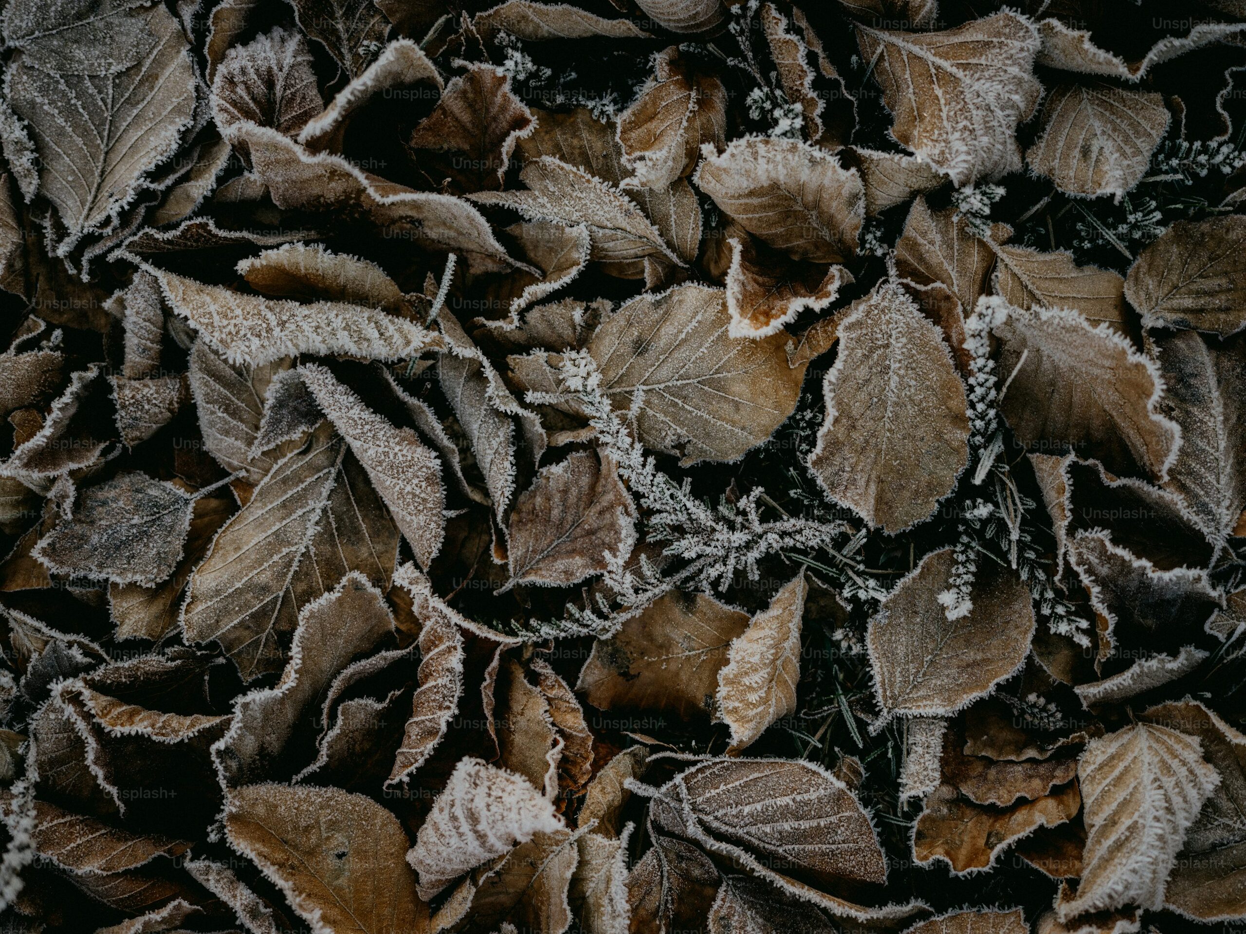 pilea cadierei frost cloth cover