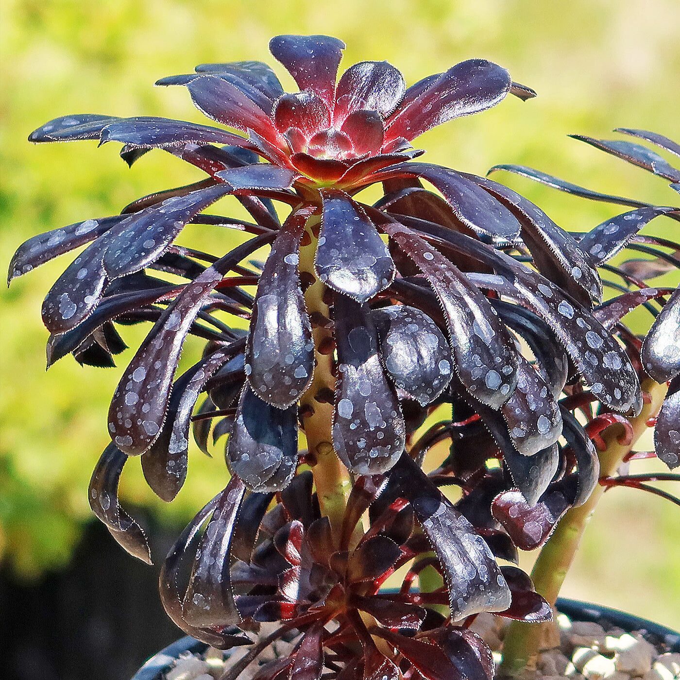 蚜虫、黑粉虱盯上“黑玫瑰”？零失败的物理＋安全用药防治攻略