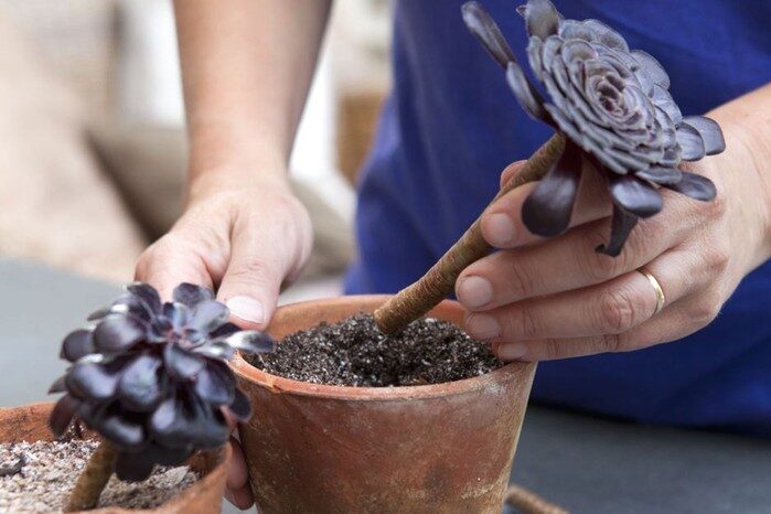 aeonium zwartkop cleaning leaves cotton swab