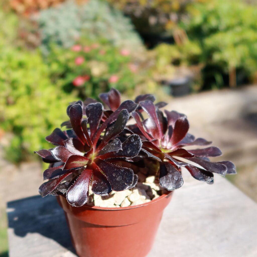 aeonium zwartkop yellow sticky trap indoor