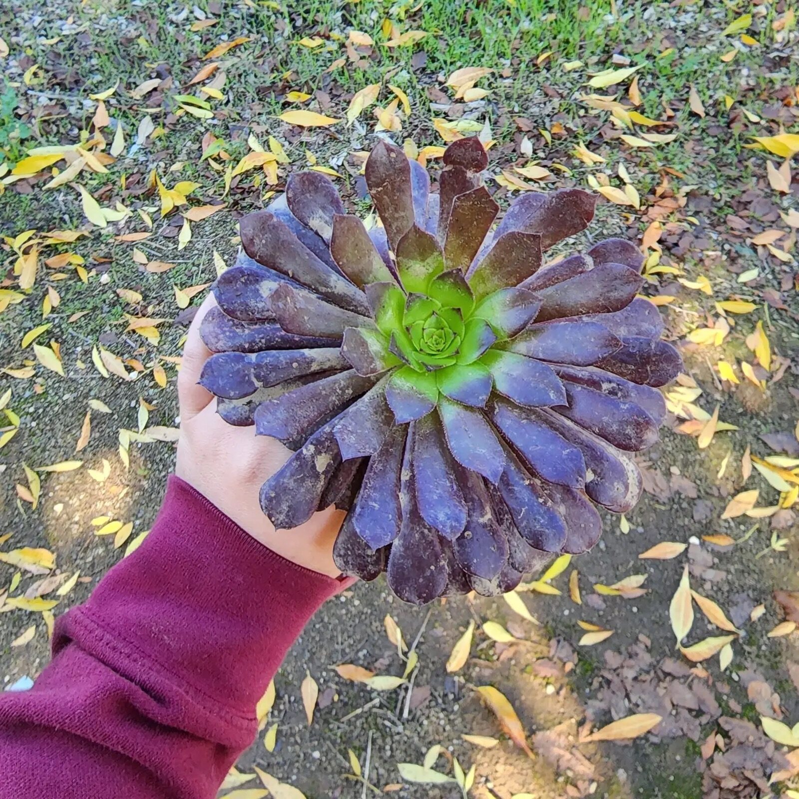 gloved hand spraying aeonium zwartkop