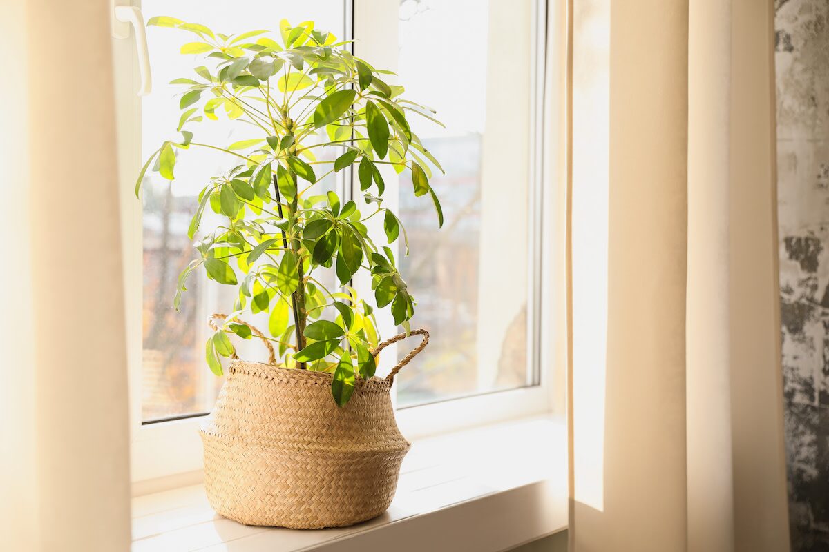 schefflera east window sheer curtain
