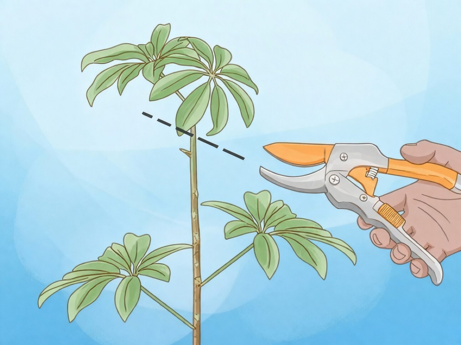schefflera pruning tip pinching