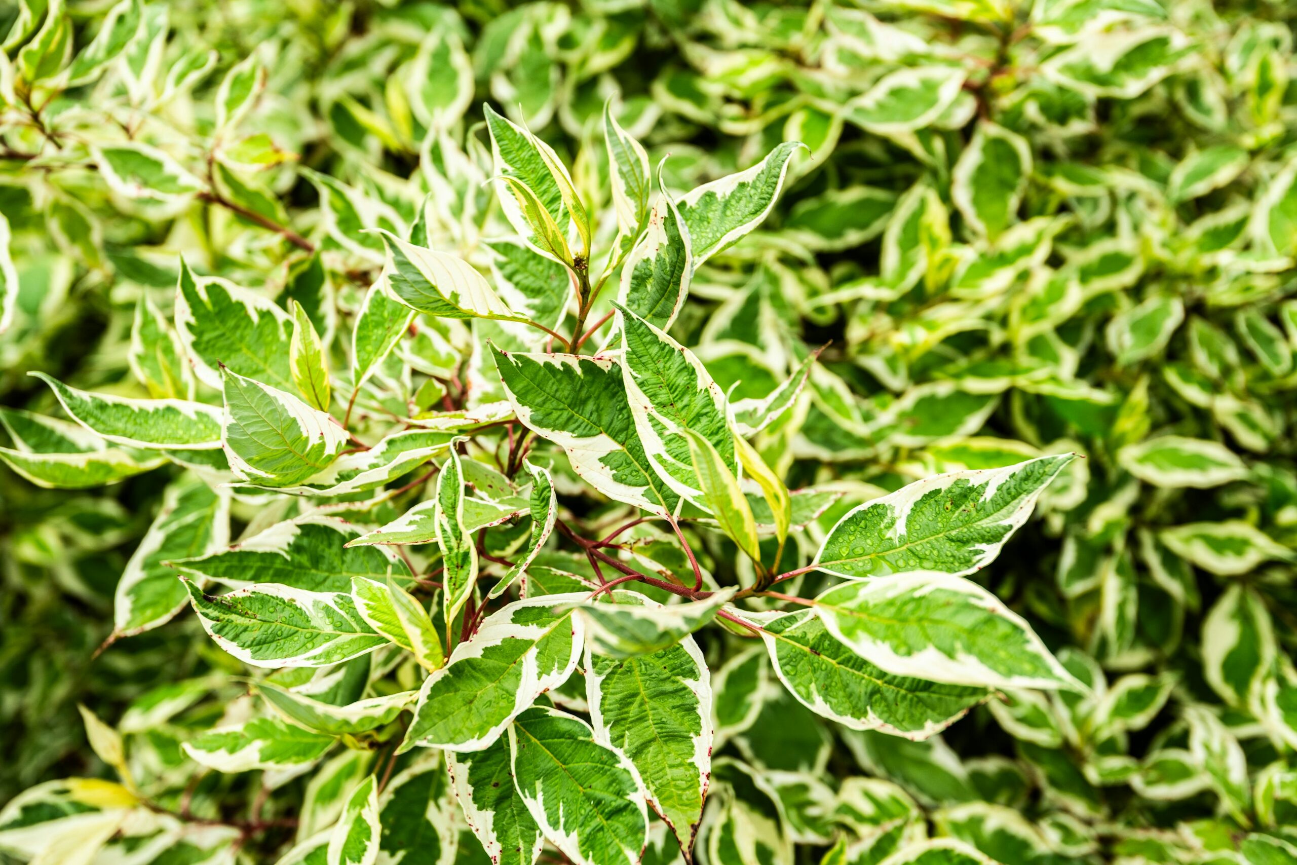 schefflera arboricola variegated leaf close-up