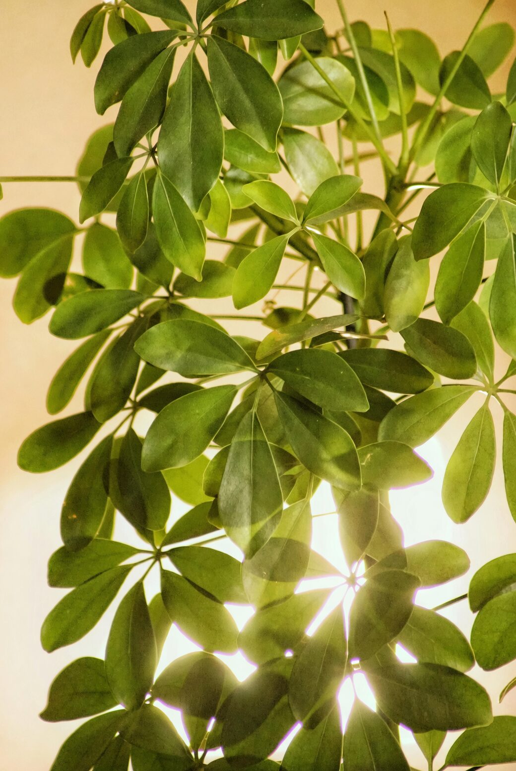 two schefflera plants different light