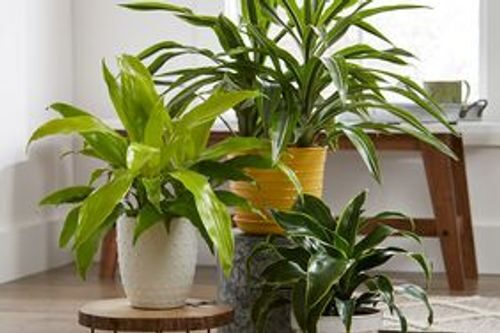 moving schefflera pot to window