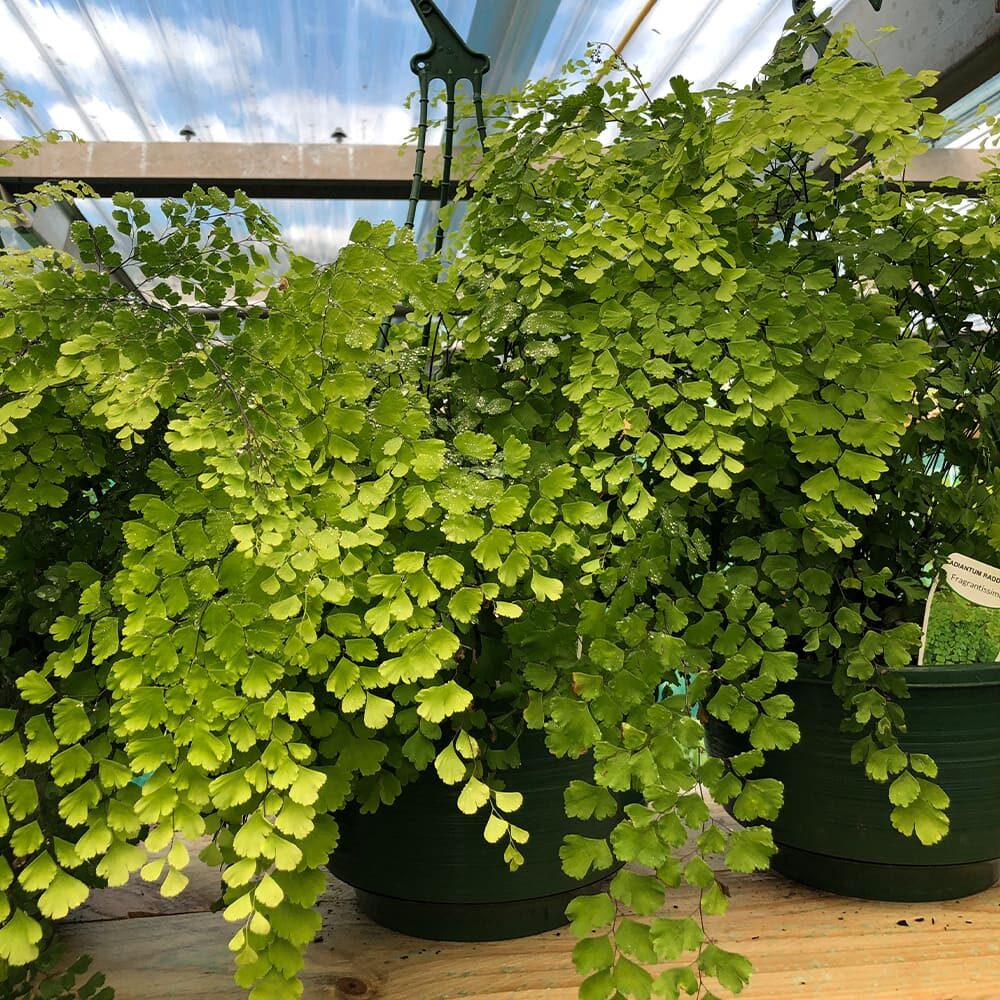 maidenhair fern hanging basket window