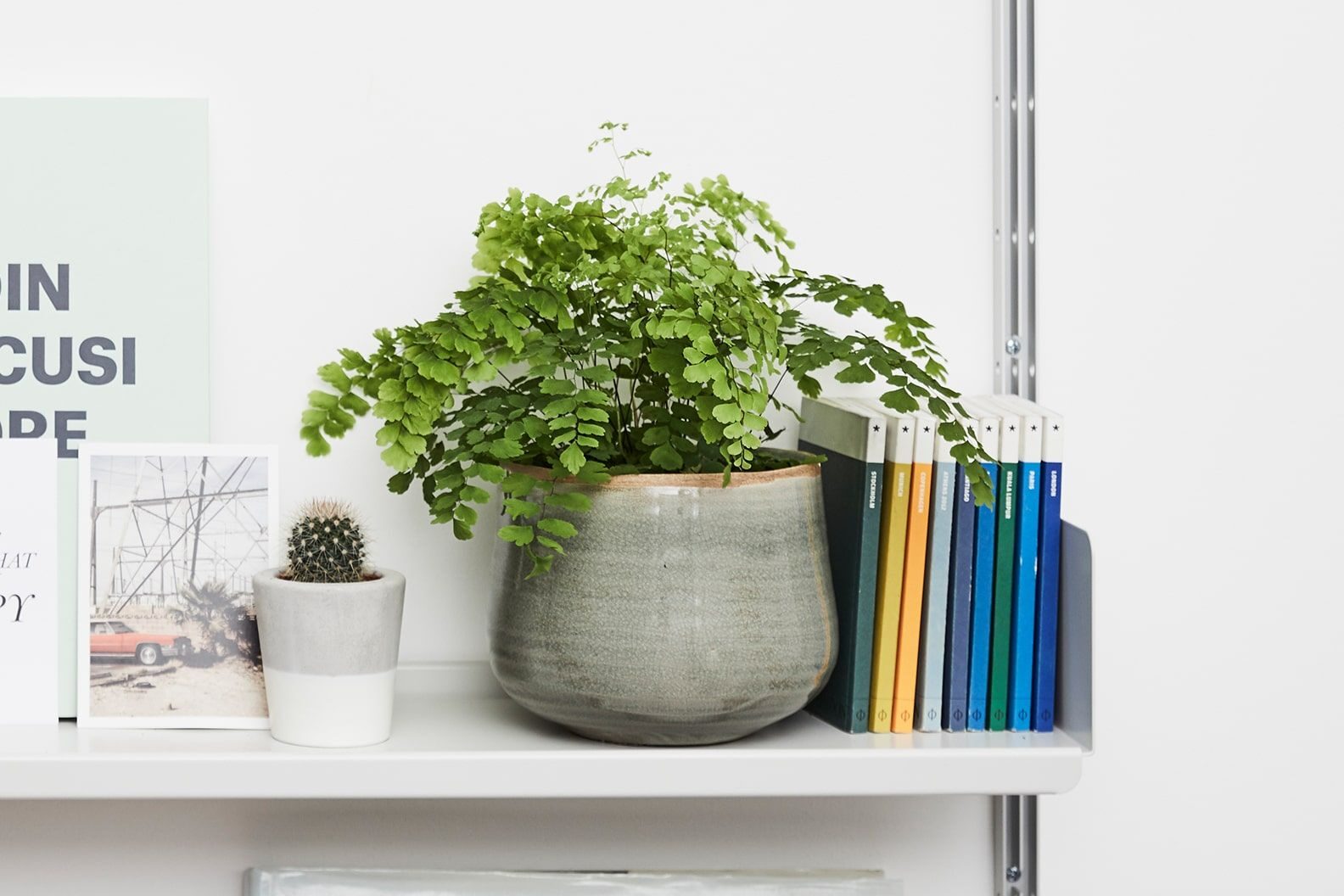 maidenhair fern bathroom shelf mirror