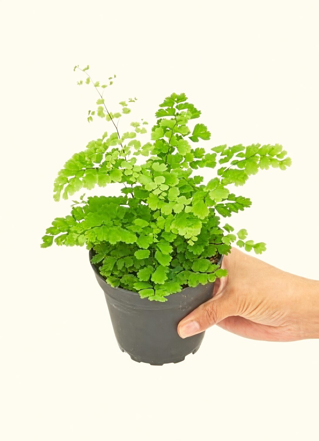 湿度同盟军：凤尾蕨×白鹤芋×网纹草的共居摆放与日常维护