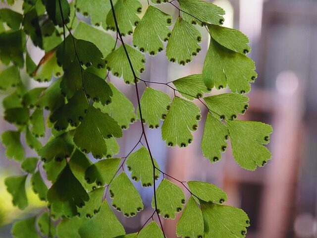 maidenhair fern humidifier placement