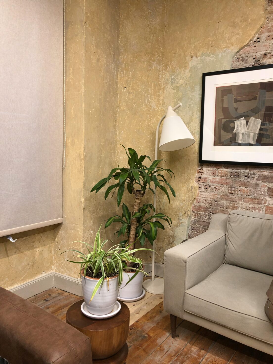 maidenhair fern fittonia living room corner